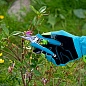 Секатор цветочный, 150 мм, металлические обрезиненные рукоятки, LUXE (60500) PALISAD фото8