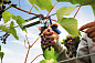 Плайер кольцевой для травмобезопасного крепления растений "R:Plier LIG 150 Vine" (40107753) RAPID фото4